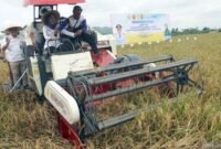 Foto: Ketua Komisi VII DPR RI, Anggia Saat ikut panen padi di Desa Podorejo Tulungagung, Jawa Timur, Senin (27/4/2026)