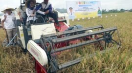 Foto: Ketua Komisi VII DPR RI, Anggia Saat ikut panen padi di Desa Podorejo Tulungagung, Jawa Timur, Senin (27/4/2026)