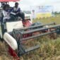 Foto: Ketua Komisi VII DPR RI, Anggia Saat ikut panen padi di Desa Podorejo Tulungagung, Jawa Timur, Senin (27/4/2026)