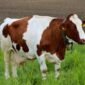 Foto ilustrasi Hewan qurban 