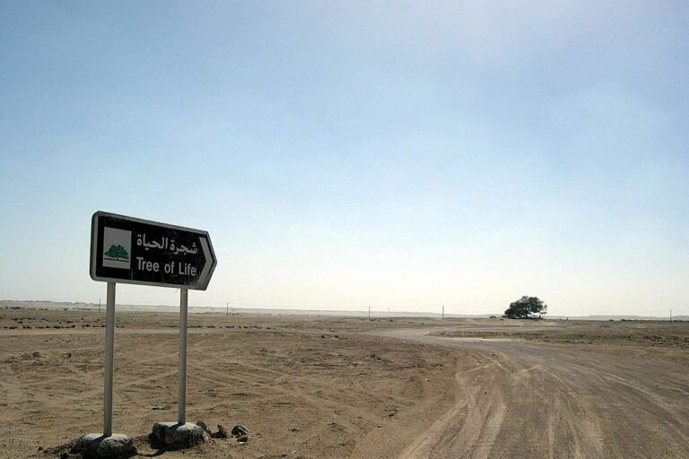 Pohon Kehidupan atau Tree of Life berdiri sendirian di tengah gurun Bahrain dan diyakini telah bertahan hidup lebih dari 400 tahun di lingkungan ekstrem. (Foto: Istimewa)
