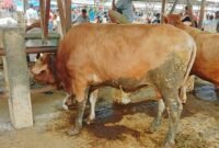 Foto Pasar sapi 
