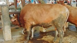 Foto Pasar sapi 