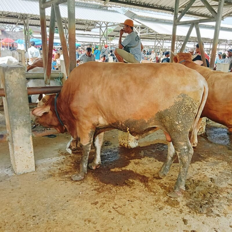 Foto Pasar sapi 