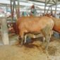 Foto Pasar sapi 