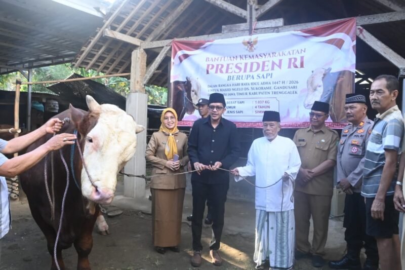 Sapi kurban bantuan Presiden RI Prabowo Subianto berbobot 1,037 ton resmi diserahkan untuk masyarakat Trenggalek menjelang Iduladha 1447 Hijriah.
