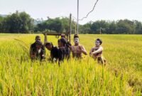 Foto: Petani di Desa Glinggang, Kecamatan Sampung, Ponorogo mengikuti tradisi Methik Pari sebagai ungkapan syukur menjelang panen. Kegiatan ini juga dihadiri Plt Bupati Ponorogo dan pejabat Provinsi Jawa Timur, serta menjadi simbol pelestarian budaya dan harapan peningkatan hasil pertanian.