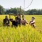 Foto: Petani di Desa Glinggang, Kecamatan Sampung, Ponorogo mengikuti tradisi Methik Pari sebagai ungkapan syukur menjelang panen. Kegiatan ini juga dihadiri Plt Bupati Ponorogo dan pejabat Provinsi Jawa Timur, serta menjadi simbol pelestarian budaya dan harapan peningkatan hasil pertanian.