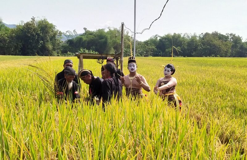 Foto: Petani di Desa Glinggang, Kecamatan Sampung, Ponorogo mengikuti tradisi Methik Pari sebagai ungkapan syukur menjelang panen. Kegiatan ini juga dihadiri Plt Bupati Ponorogo dan pejabat Provinsi Jawa Timur, serta menjadi simbol pelestarian budaya dan harapan peningkatan hasil pertanian.