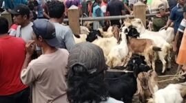 Peternak dan pedagang di pasar hewan Terpadu 