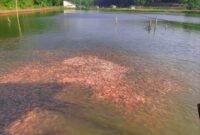 Aktivitas budidaya ikan air tawar di Tulungagung menjadi salah satu penopang ekonomi daerah dengan nilai produksi menembus Rp1,1 triliun sepanjang 2025. (Foto dokumentasi komunitas budidaya ikan tawar)