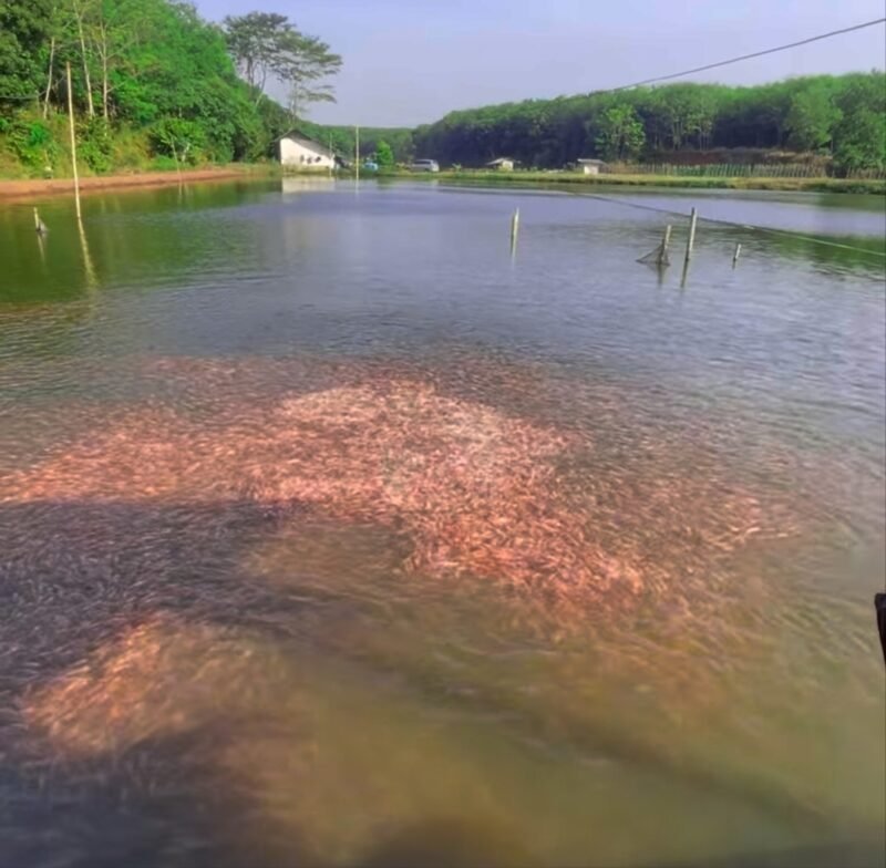 Aktivitas budidaya ikan air tawar di Tulungagung menjadi salah satu penopang ekonomi daerah dengan nilai produksi menembus Rp1,1 triliun sepanjang 2025. (Foto dokumentasi komunitas budidaya ikan tawar)