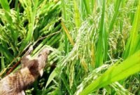Foto ilustrasi Tikus Sawah 