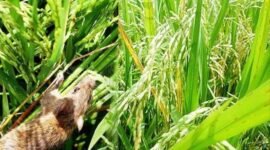 Foto ilustrasi Tikus Sawah 