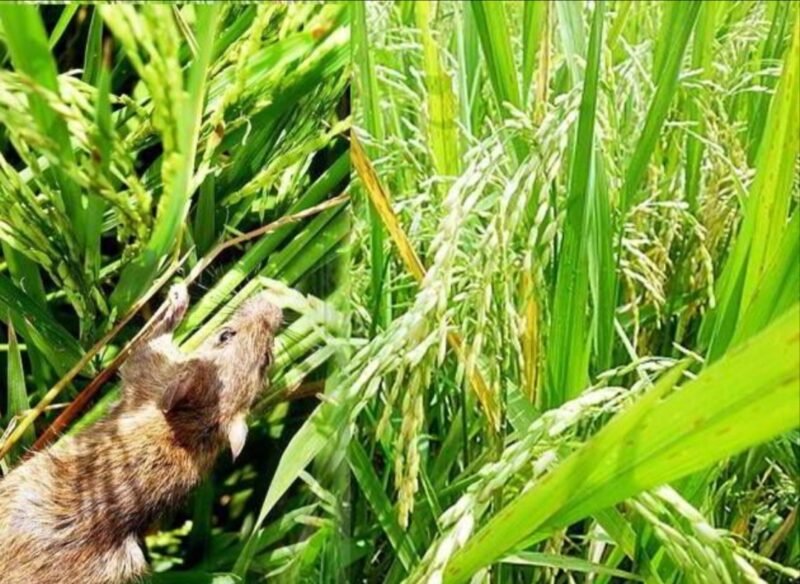 Foto ilustrasi Tikus Sawah