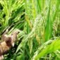 Foto ilustrasi Tikus Sawah 