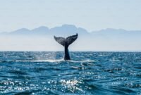 Ilustrasi hiu paus (Rhincodon typus) yang bermigrasi lintas negara di kawasan Indo-Pasifik. (Foto: Unsplash).
