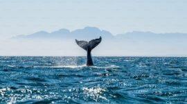 Ilustrasi hiu paus (Rhincodon typus) yang bermigrasi lintas negara di kawasan Indo-Pasifik. (Foto: Unsplash).