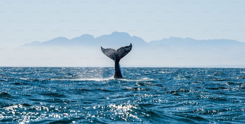 Ilustrasi hiu paus (Rhincodon typus) yang bermigrasi lintas negara di kawasan Indo-Pasifik. (Foto: Unsplash).
