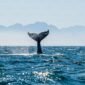 Ilustrasi hiu paus (Rhincodon typus) yang bermigrasi lintas negara di kawasan Indo-Pasifik. (Foto: Unsplash).