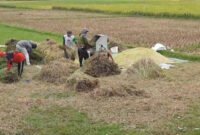 Petani memanen padi di lahan persawahan Kabupaten Trenggalek. Di tengah tren peningkatan produksi padi pada musim tanam 2026