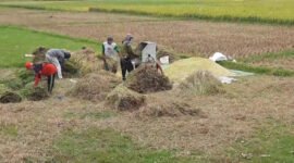 Petani memanen padi di lahan persawahan Kabupaten Trenggalek. Di tengah tren peningkatan produksi padi pada musim tanam 2026