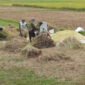 Petani memanen padi di lahan persawahan Kabupaten Trenggalek. Di tengah tren peningkatan produksi padi pada musim tanam 2026