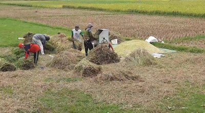 Petani memanen padi di lahan persawahan Kabupaten Trenggalek. Di tengah tren peningkatan produksi padi pada musim tanam 2026
